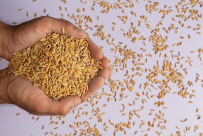 Paddy that is placed in the hand with a white background.